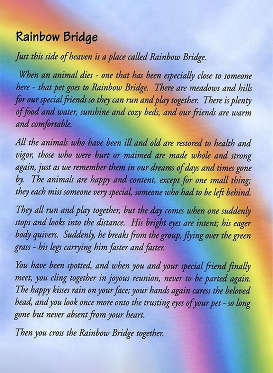 An image of a colorful, blurred background with a poem titled "rainbow bridge," authored by a veterinarian, describing a serene place where pets go after they die, emphasizing comfort and reunion themes.