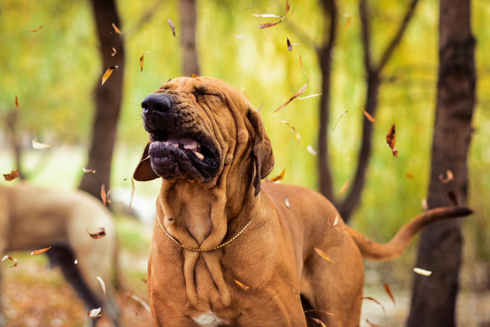 A joyful brown dog with wrinkled skin and a gold collar experiences autumn under the watchful eye of a veterinarian, as leaves swirl around its open, smiling mouth in a wooded area.