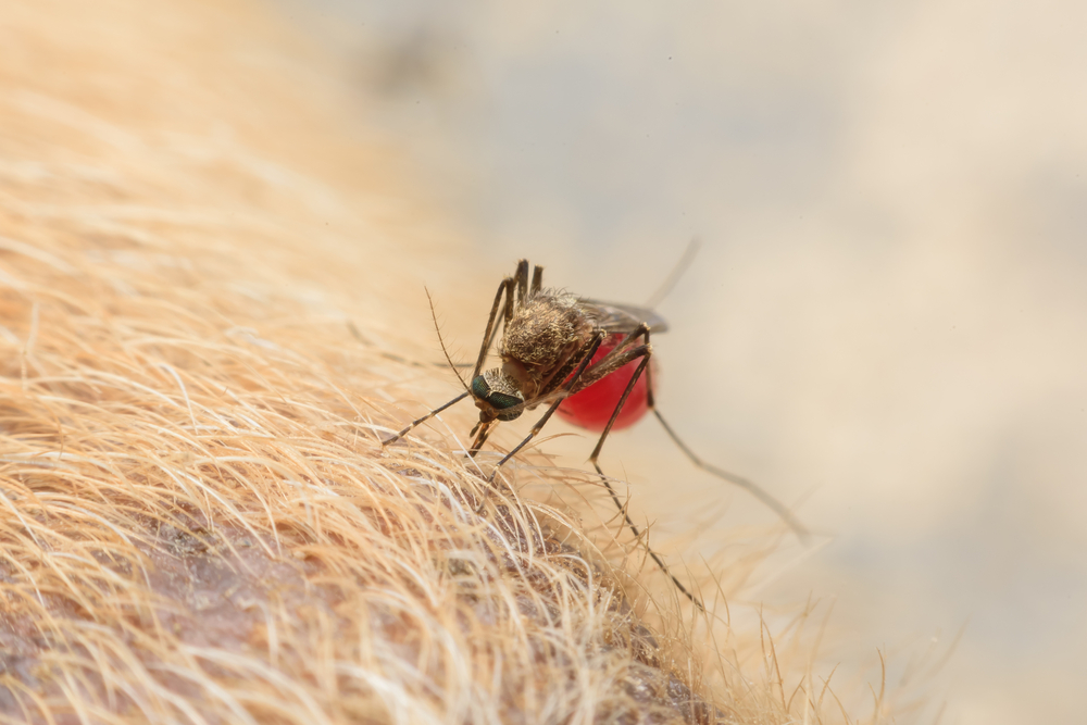 A close-up image of a mosquito feeding on human skin, with its body partly engorged and red from the blood, set against a blurred light background. Consulting a veterinarian or vet about mosquito bites can provide insights into potential risks and treatments for animals.