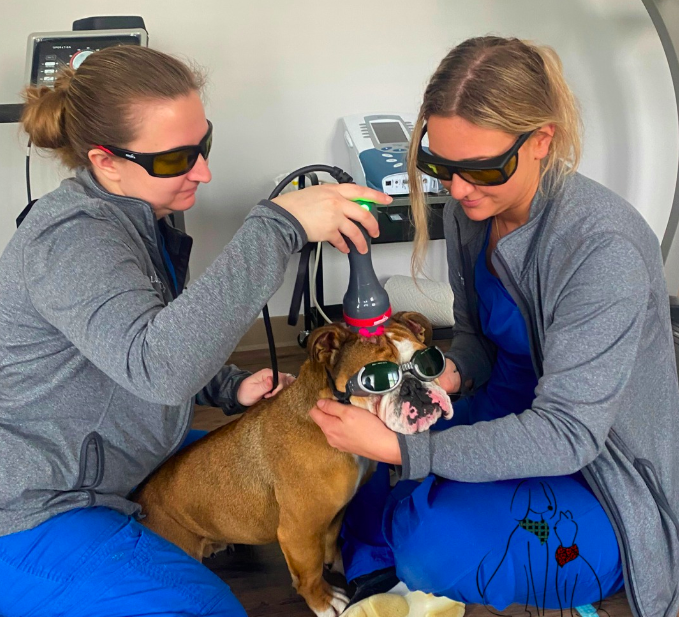 Two women in grey outfits and protective goggles assist a bulldog wearing goggles, as one administers treatment with a medical device in a veterinarian clinic setting.