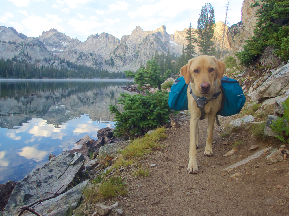 A labrador dog wearing a blue backpack walking on a trail beside a calm lake with pine trees and rocky mountains in the background. Early morning light enhances the serene landscape as it heads to meet its veterinarian.