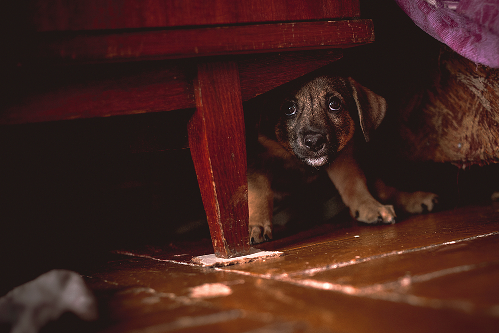 A small brown puppy peeking out cautiously from under a wooden table, with its eyes expressing curiosity and slight apprehension as it waits for the vet.