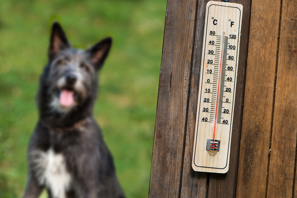 A happy, alert black dog with its tongue out in a grassy field, partially blurred behind a wooden thermometer displaying temperatures in both Celsius and Fahrenheit, near a veterinarian clinic.