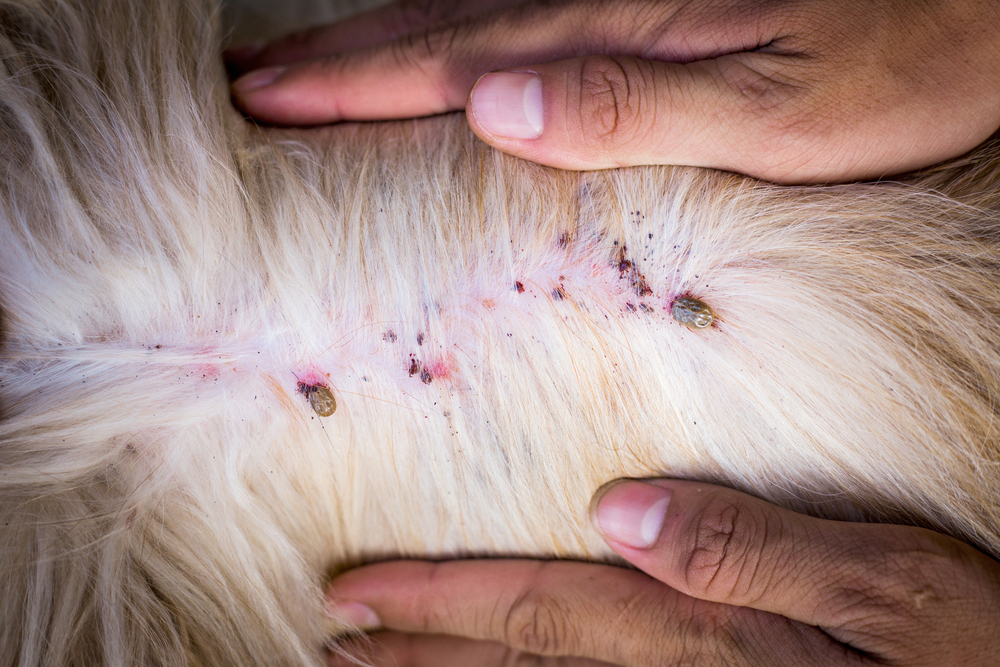 Close-up of a veterinarian's hands examining a dog's skin with visible stitched wounds and two ticks attached. The background is out of focus.