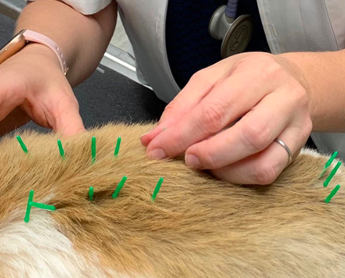 A close-up view of a dog receiving acupuncture treatment at a veterinarian's office, featuring several green acupuncture needles inserted into its fur, with human hands gently placed on the dog.