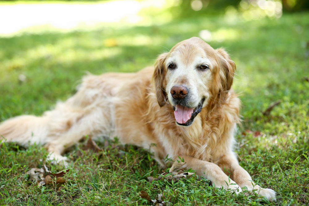 A mature golden retriever lying on green grass, panting with its tongue out, looking relaxed and content in a sunny, outdoor setting after a visit to the vet.