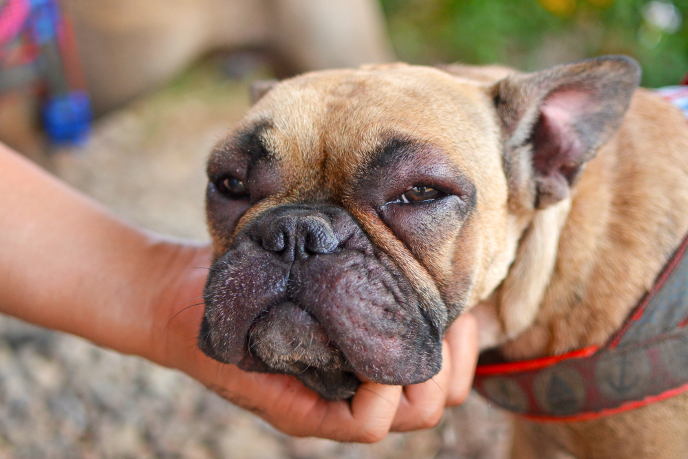 Close-up of a French bulldog being gently cradled in a veterinarian's hand, focusing on its wrinkled face and expression.