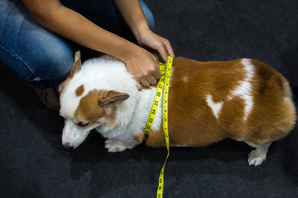 A veterinarian measures the midsection of an overweight corgi with a yellow measuring tape, emphasizing the dog's need for a diet. The dog has a white and brown coat.