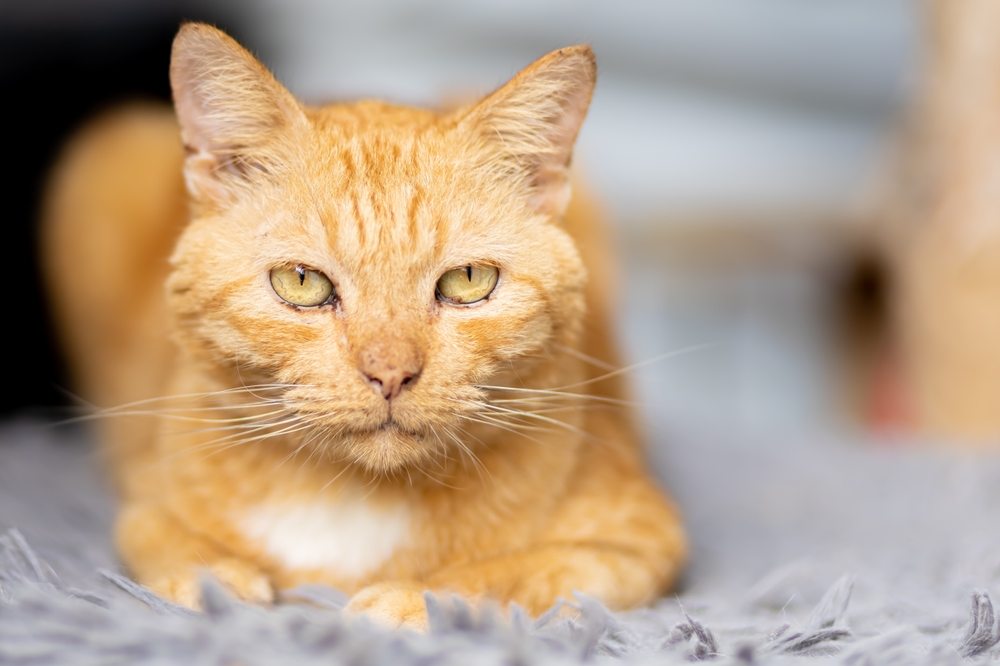 A close-up of a serene orange tabby cat lying on a soft gray blanket, with focused, clear green eyes and an expression of calm attentiveness, almost as if waiting for a visit to the veterinarian.