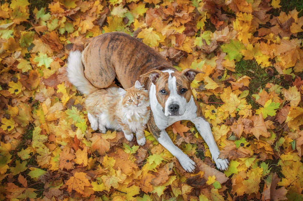 An orange cat and a brown-and-white dog lying together on a bed of colorful autumn leaves, looking up, as if waiting for their veterinarian.