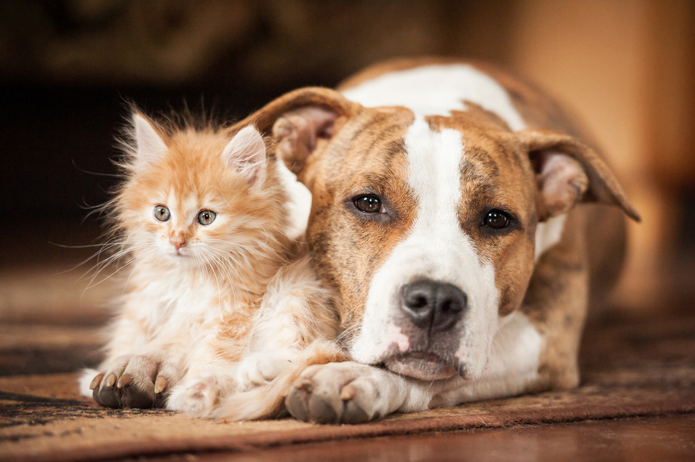 A brown and white dog and an orange kitten lying together on a veterinarian's office floor, with the dog looking calm and the kitten looking curious.