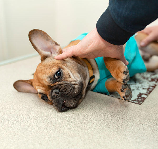 A French bulldog wearing a blue shirt lies on the floor, receiving a gentle pat on the head from a veterinarian's hand.