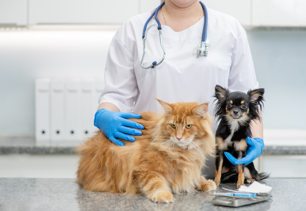 A vet wearing gloves holds a fluffy orange cat and a small black chihuahua on a clinic examination table, with medical equipment visible in the background.