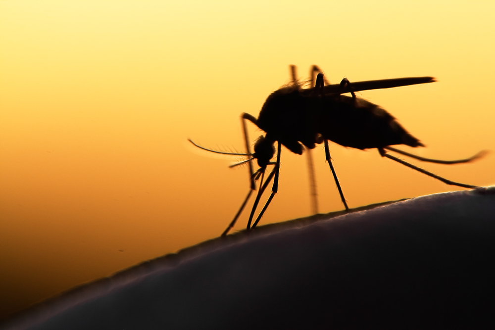 Silhouette of a mosquito perched on a surface against a vivid orange sunset background, observed by a veterinarian.