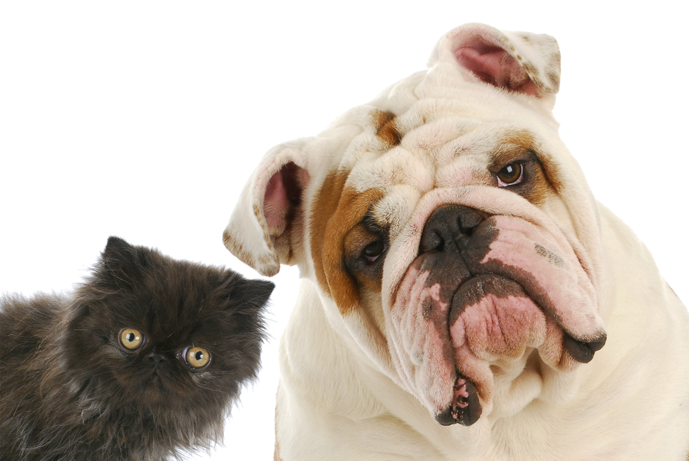 A close-up of a wrinkly white bulldog with brown patches sitting beside an adorable fluffy black kitten. Both animals are looking directly at the camera with curious expressions, set against a plain white background.