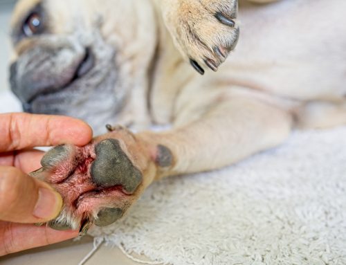 Pet Dermatology: Skin Conditions in Cats and Dogs