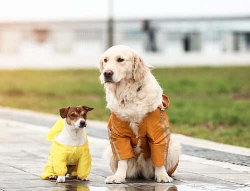 Preparing Your Pets for Natural Disasters: A Comprehensive Guide