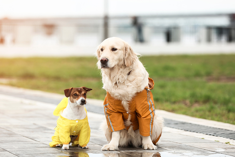 Two dogs wearing raincoats sit on a wet pavement. The smaller dog, wearing a bright yellow raincoat, sits on the left. The larger dog, a Golden Retriever in an orange raincoat, sits on the right. Both are looking at the camera with a blurred outdoor background behind them.