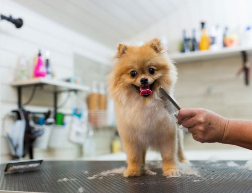 What a Veterinarian Looks for in Boarding and Grooming Facilities for the Holidays