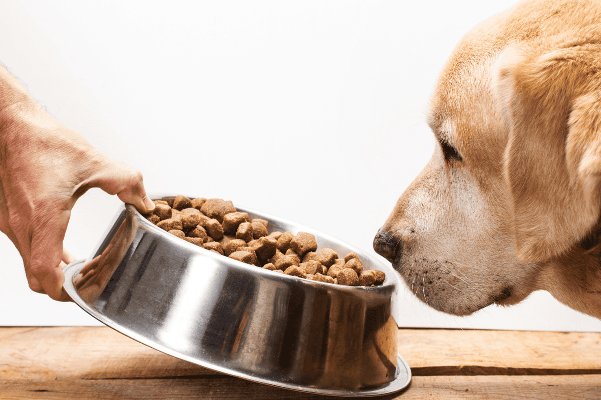 Healthy Dog Food