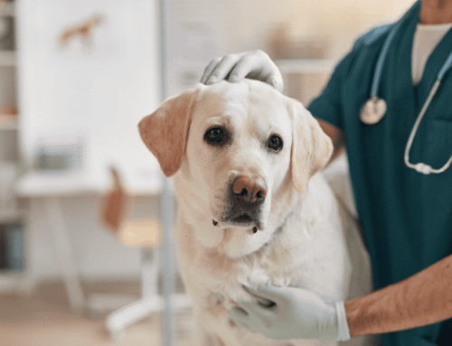 What Dog Vaccines Your Pet Really Needs
