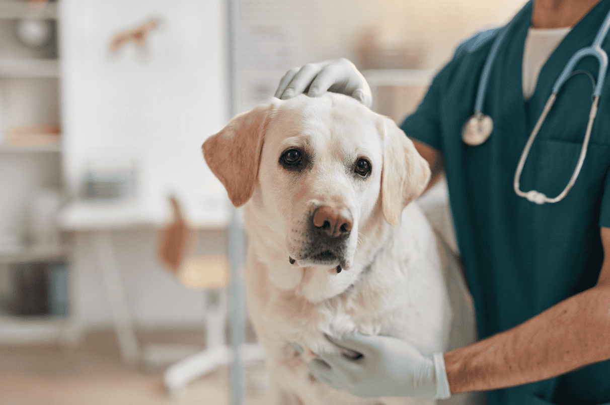 What Dog Vaccines Your Pet Really Needs