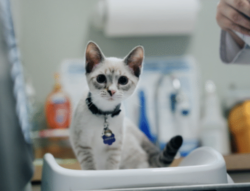 Cat and Kitten Vaccinations: What Does My Pet Really Need?