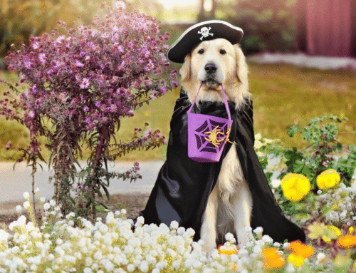 Pet Halloween Safety: Tips You Haven’t Heard Before