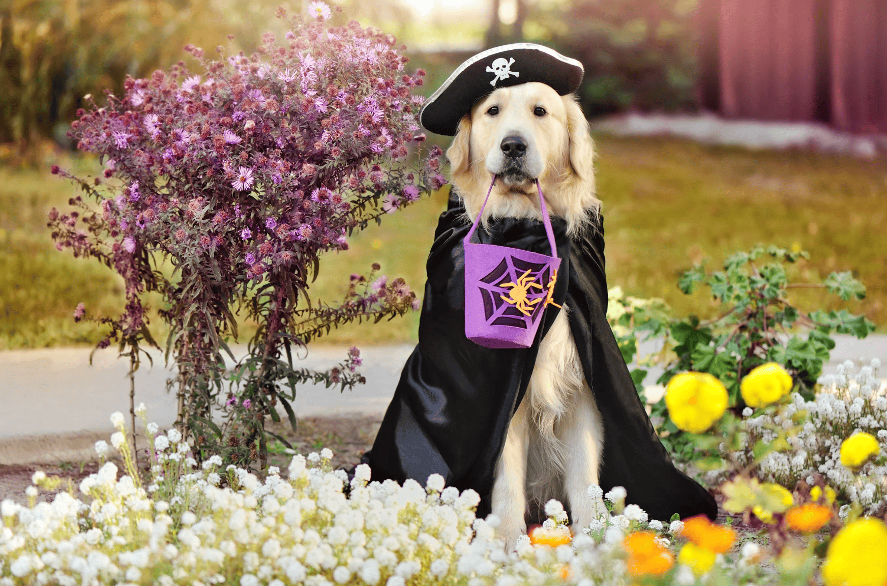 Golden Retriever dressed as a pirate for Halloween | Pet Halloween Safety Tips | Safe Harbor Animal Hospital | Mount Pleasant SC