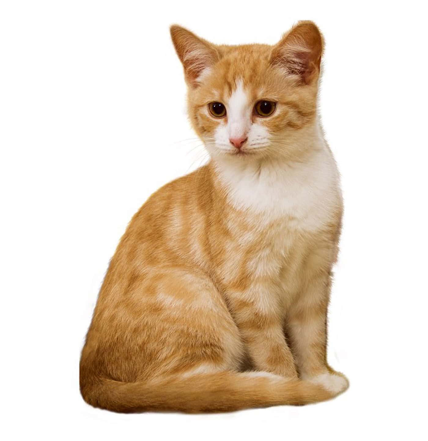 cat2