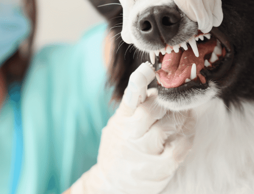 What to Expect: Oral Surgery for Pets