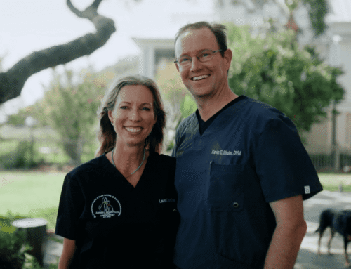 Local Vet Near Me: Why it Matters