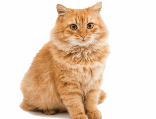 Heartworm in Cats: What North Mount Pleasant Pet Owners Need to Know