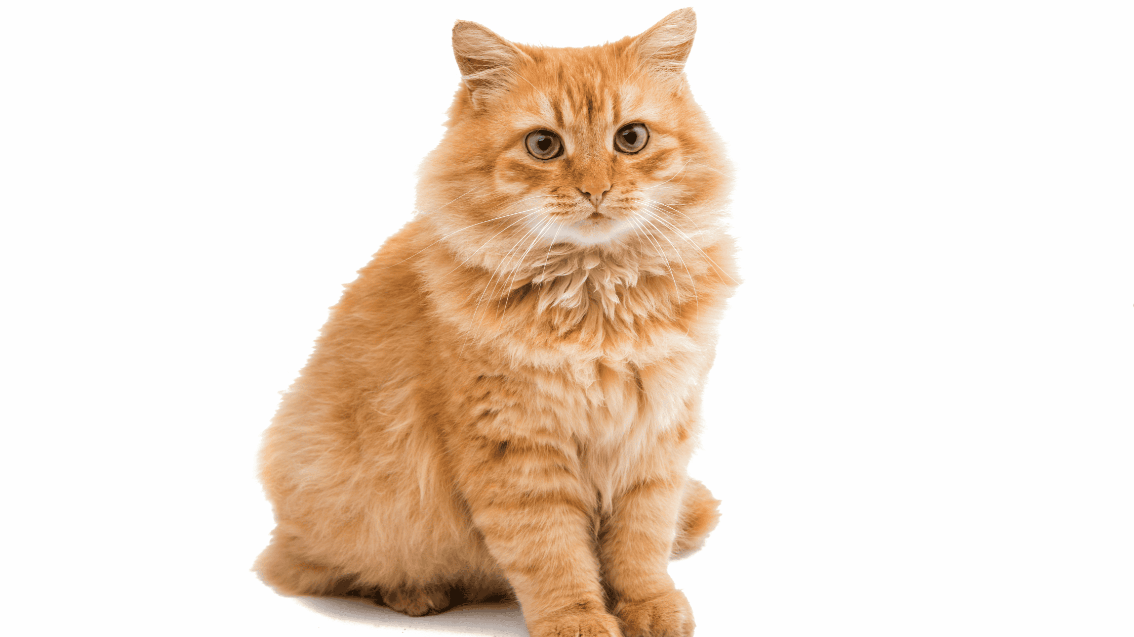 Heartworm in cats