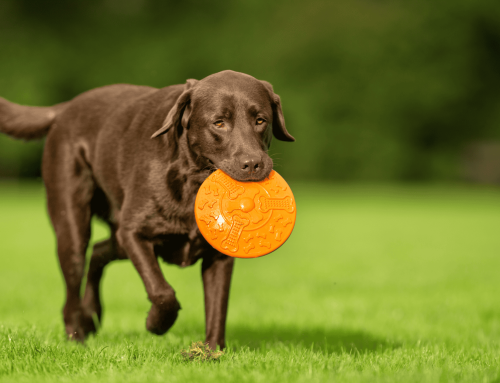 Bravecto Quantum for Dogs