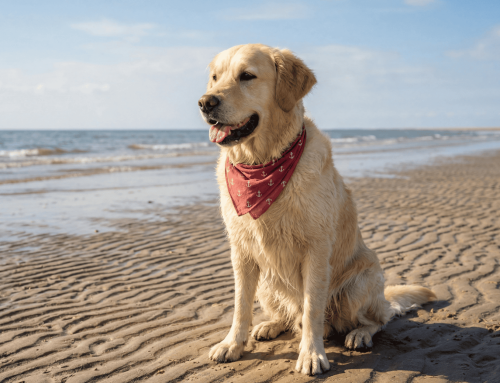 Summer Safety: Tips for Dogs