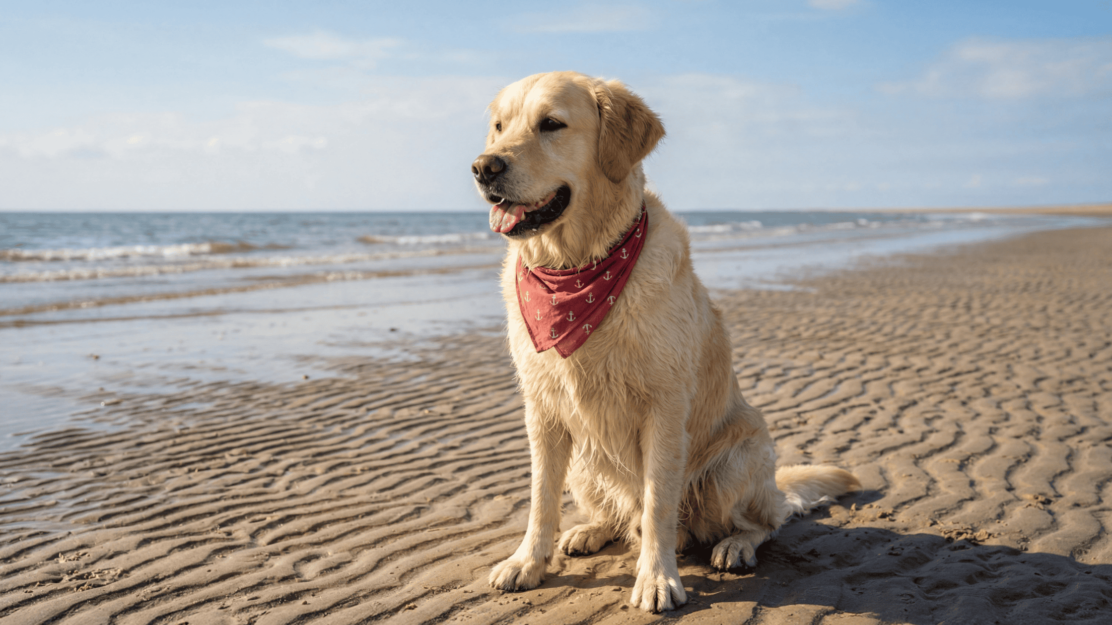 Summer Safety Tips for Dogs