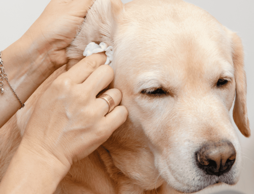How To: Ear Cleaning – Dogs