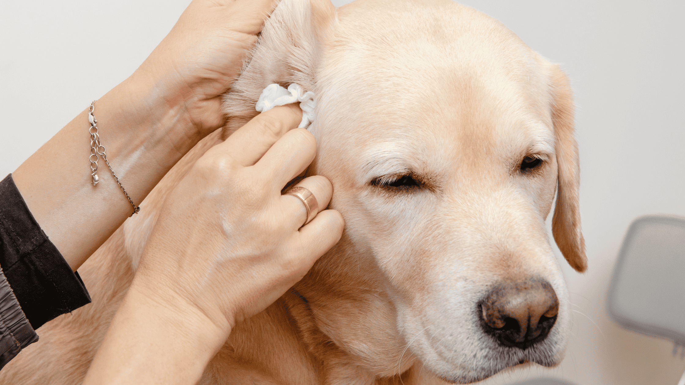 Ear Cleaning for Dogs