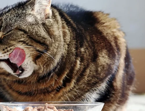 National Cat Month – Cats Need Meat