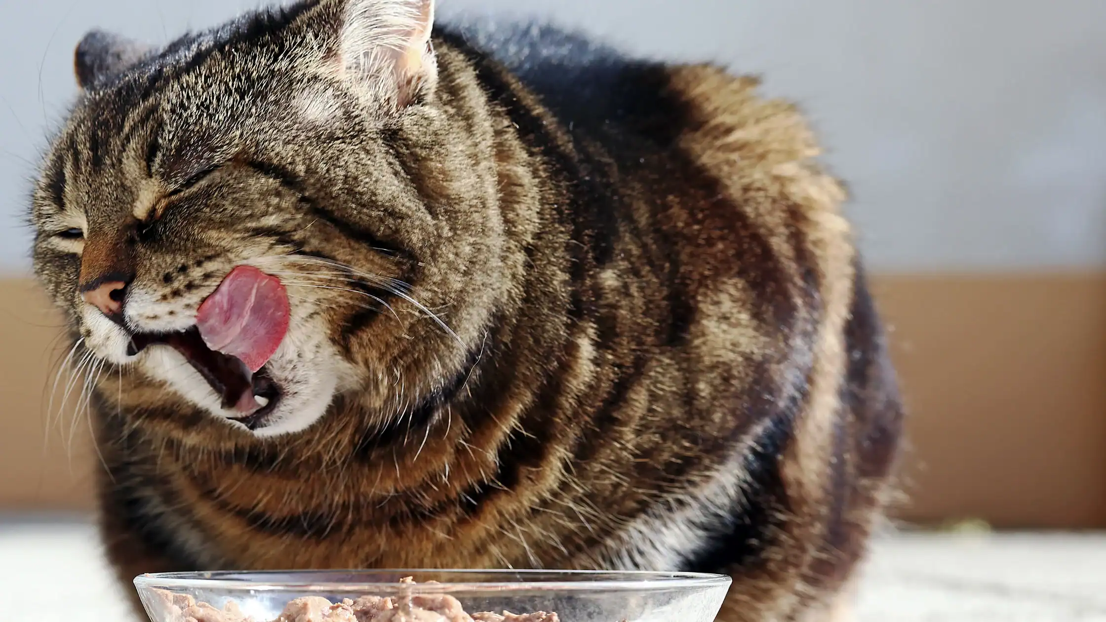 Cat Nutrition
