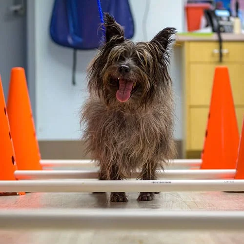 A shaggy, brown dog with an open mouth and tongue out stands behind a low white bar, flanked by orange cones, in a veterinarian's room with agility equipment.