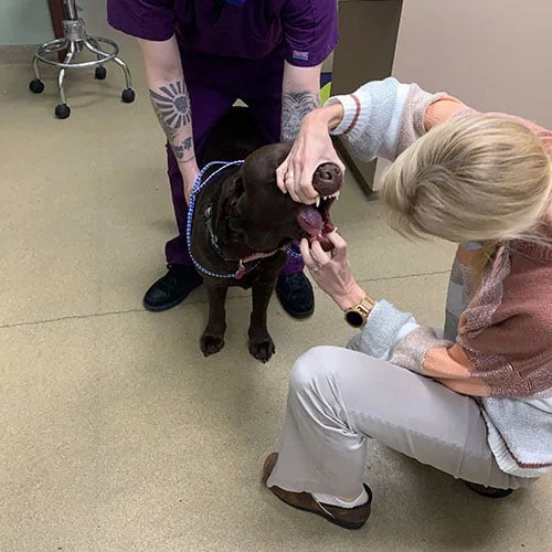 A vet and her assistant examining a brown dog's teeth in a clinic, with the assistant holding the dog's mouth open.