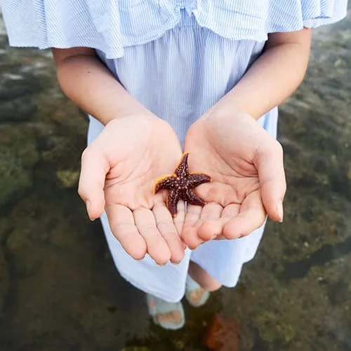 A veterinarian in a blue striped dress holds a small starfish over shallow water, offering a close view of the starfish resting on their open palms.