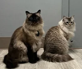 Two fluffy cats, one seal-point and one light grey, sitting on a gray floor against a grey wall in the vet's office, looking towards the camera.