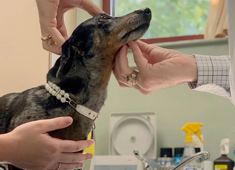 A vet checking the teeth of a dachshund wearing a pearl collar, with hands gently holding the dog's face in a clinic setting.