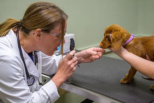 A vet examines the paw of a small brown dog with a purple collar, using an otoscope in a clinic setting.