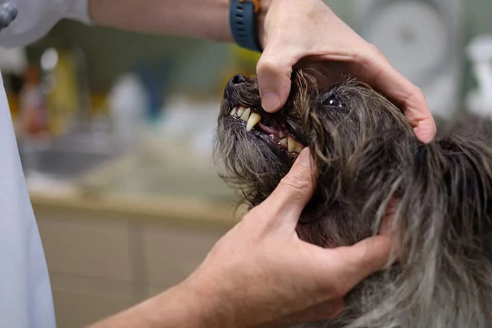 A vet examining the teeth of a small, gray shaggy dog, holding its mouth open to check the health of its teeth and gums in a clinical setting.